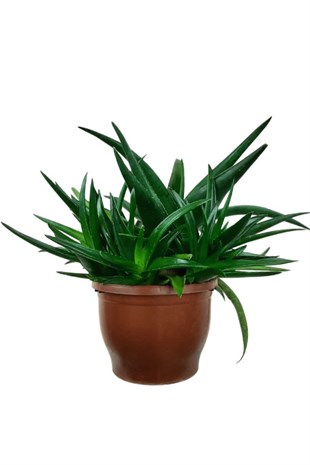 Aloe Brevifolia | Aloe