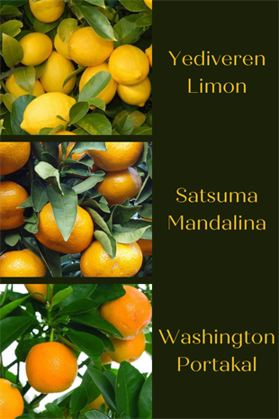 Narenciye Fidan Seti (Limon Portakal Mandalina) ~ Tüplü | Narenciye Fidanları