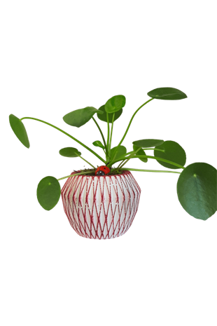 Pembe Saksıda Mini Pilea | Tasarım Çiçekler